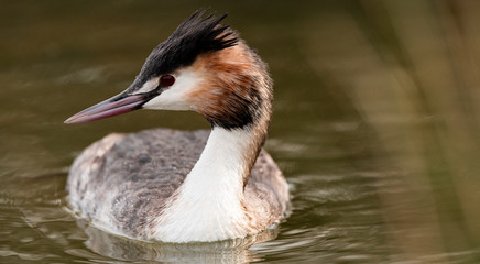 grébe huppé juvenil