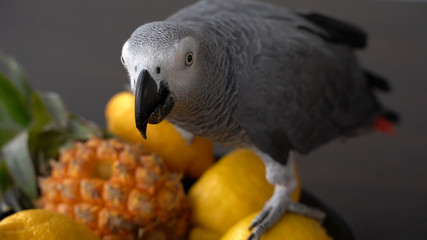 Grey parrot sits on fruit lemon pineapple