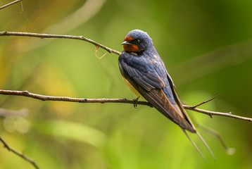 Barn Swallow -Hirundo rustica, beautiful popular perching bird from Europe, Hortobagy, Hungary.