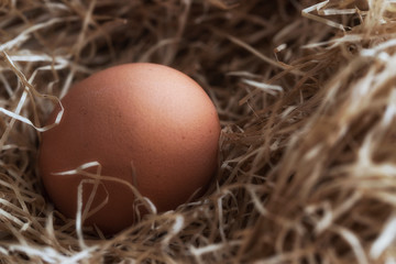 Single chicken egg in hay nest at sunlighr. Natural style image.