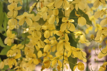 maple leaves in autumn