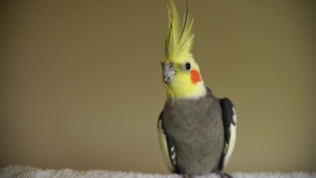 one cockatiel right perched bird parrot pretty cute rosy cheeks and yellow crested bird grey video a pretty male cockatiel portrait head shot with isolated on plain background with copy space 