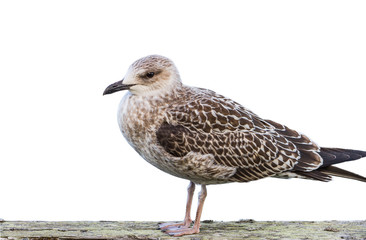 Seagull isolated on white background standing on a wooden surface