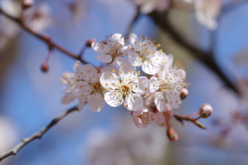 桜に似ている花、ベニバスモモ