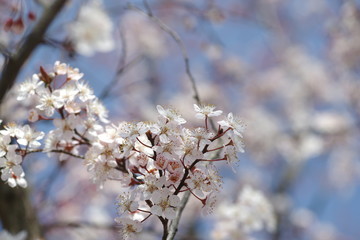 桜に似ている花、ベニバスモモ