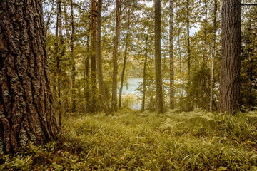 Beautiful forest. Through the trees you can see the lake