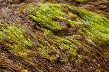 Green stone covered by seaweed in the sea water