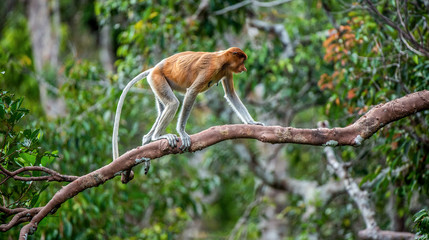 Proboscis Monkey (female) on a tree in the wild green rainforest on Borneo Island. The proboscis monkey (Nasalis larvatus) or long-nosed monkey, known as the bekantan in Indonesia