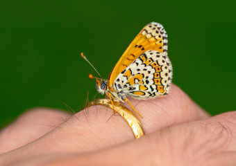 Stock Image butterfly at your fingertips       