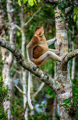 Male of Proboscis Monkey on a tree in the wild green rainforest on Borneo Island. The proboscis monkey (Nasalis larvatus) or long-nosed monkey, known as the bekantan in Indonesia