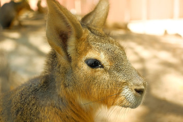 The little kangaroo. Little joey