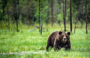Wild Adult Male of Brown bear on the swamp in the pine forest. Front view. Scientific name: Ursus arctos. Summer season. Natural habitat..