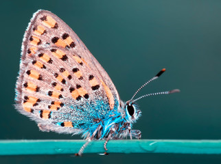 Closeup beautiful butterfly in a summer garden