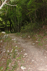Abandoned trees and underbrush in Vikos gorge Epirus Greece