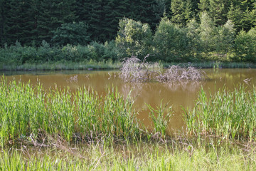 pond in the forest