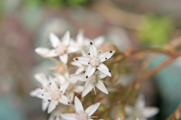 white flowers