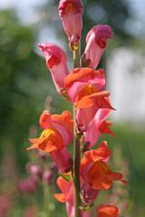 Fototapeta premium beautiful flower