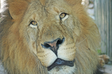 portrait of a lion