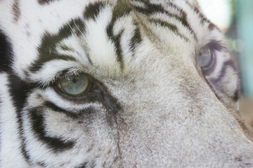 eyes of a tiger