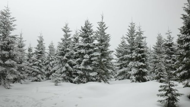 Panoramic shot of spruce forest on a snowy cloudy day.
