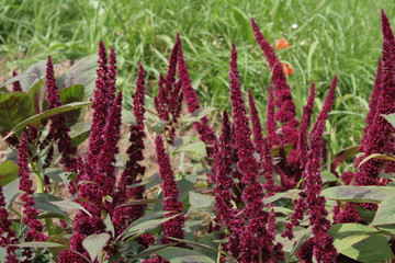 flowers in the garden