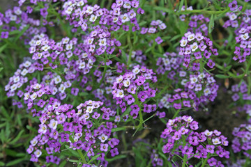 purple flowers in the garden