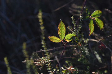 leaf against the light
