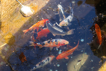 Ornamental fish. Japanese spotted red and white carp swimming in the Park pond with the reflection of trees and sun rays in the water