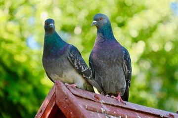 pigeons in the sun