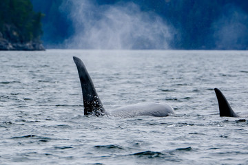 Two killer whales in Tofino with the fin above water, view from boat on two killer whale