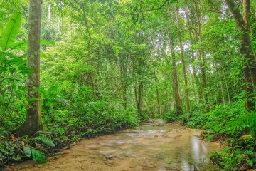 view freshness morning of stream water around with green trees in forest background, Pu Kaeng Waterfall, Doi Luang National Park, Chiang Rai, Northern of Thailand.