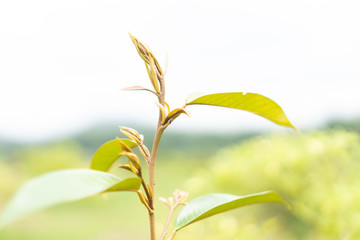 Little durian leaf background.Selective focus.Little durian leaf tree on durian farm.Plantation and Agriculture concept.
