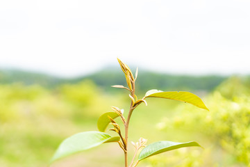Little durian leaf background.Selective focus.Little durian leaf tree on durian farm.Plantation and...