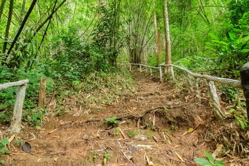 Obraz premium view of trail way up to the hill around with green forest background, Pu Kaeng Waterfall, Doi Luang National Park, Chiang Rai, Northern of Thailand.