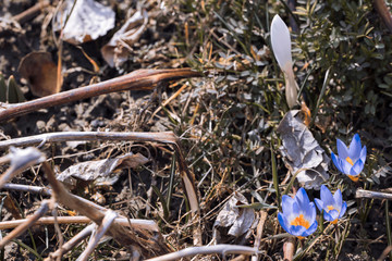 Blue crocus flowers outdoors in nature.