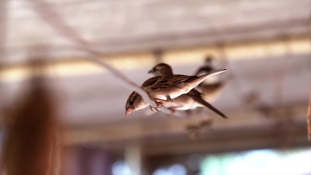 world sparrow day, save the birds, save the earth, birds sitting on the tree or tree branch on the morning, A gorrian bird,sparrow, indian birds