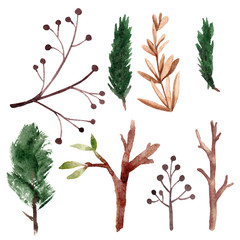 Watercolor forest plant and leaves illustration.