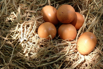 Eggs in the nest on the straw