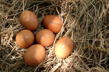 Eggs in the nest on the straw