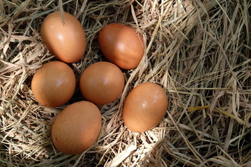 Eggs in the nest on the straw