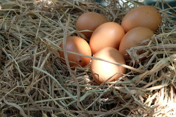 Eggs in the nest on the straw
