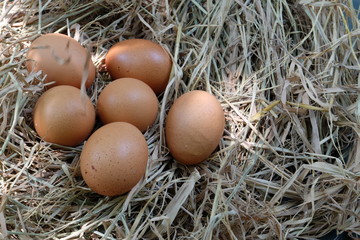 Eggs in the nest on the straw