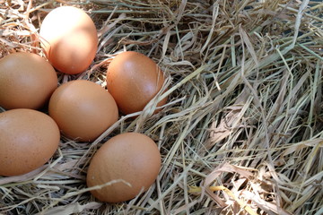 Eggs in the nest on the straw