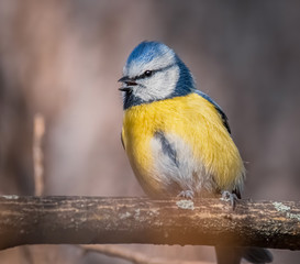 Singende Blaumeise