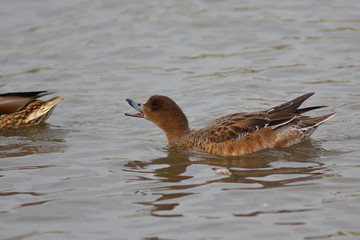 Eurasian Wigeon or  Widgeon (Mareca penelope) female. Duck portrayed a scary pose and scares the opponent. Close-up portrait of a duck