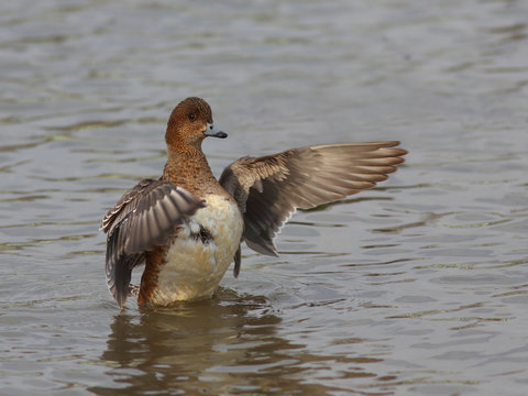 Eurasian Wigeon or  Widgeon (Mareca penelope) female. Duck is in the water and flaps its wings. Close-up portrait of a duck