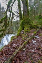 Vermooster Baum im Eistobel in Bayern