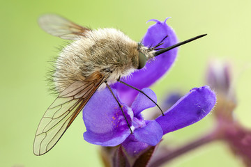Bee fly on a violet wild flower. brown fur. large wings. long sting like proboscis. thin legs.