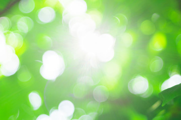 Obraz premium blurred greenery background in garden with copy space for text using as summer background natural green plants landscape, ecology.