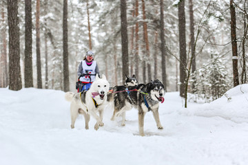 Siberian husky sled dog racing